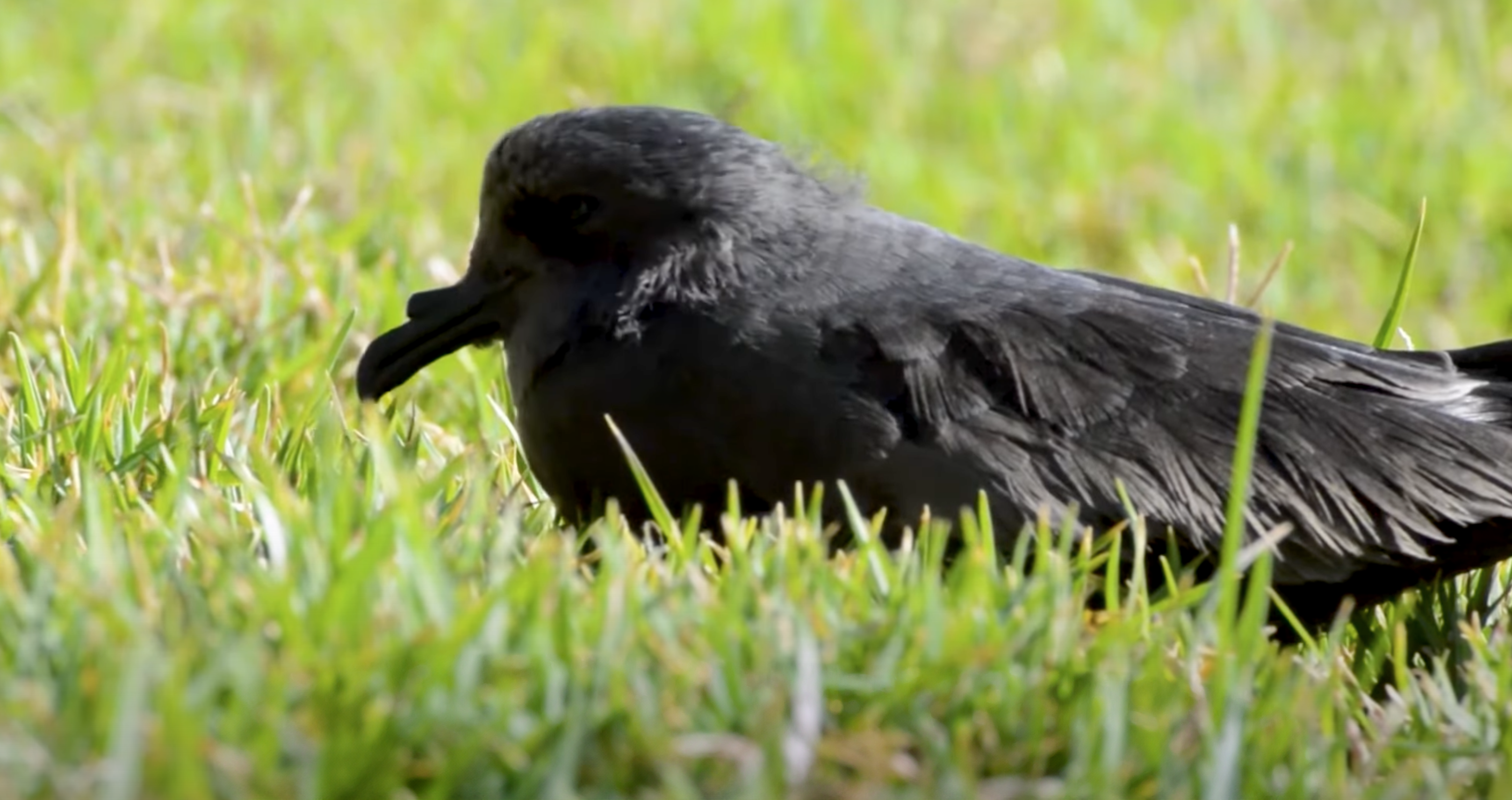 Iniciativa busca promover el cuidado de la Golondrina de Mar Negra
